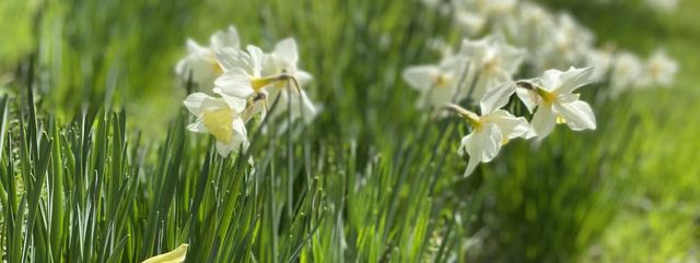 Grassy field with flowers