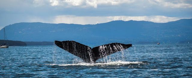 Whale diving into the water